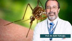Zika Virüsü Bulaştıran Sivrisinek Türkiye’de Var