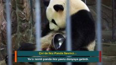 Çin’de İkiz Panda Sevinci…