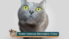 Kediler Hakkında Bilmediğiniz 10 Şey!