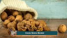 Ceviz Sinire Birebir