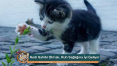 Kedi Sahibi Olmak, Ruh Sağlığına İyi Geliyor