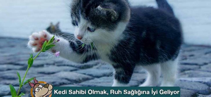Kedi Sahibi Olmak, Ruh Sağlığına İyi Geliyor
